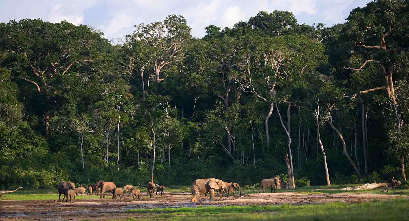 Democratic Republic Of The Congo